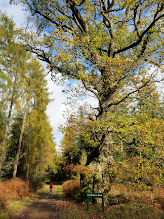 tree